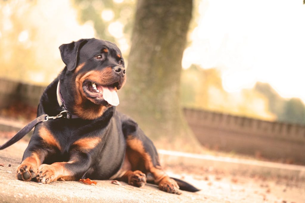 pexels matthiaszomer 68798 1