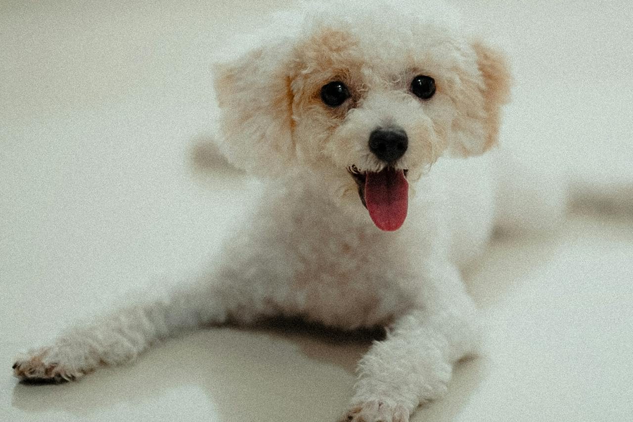 pexels anh nguyen 517648218 26793961 edited