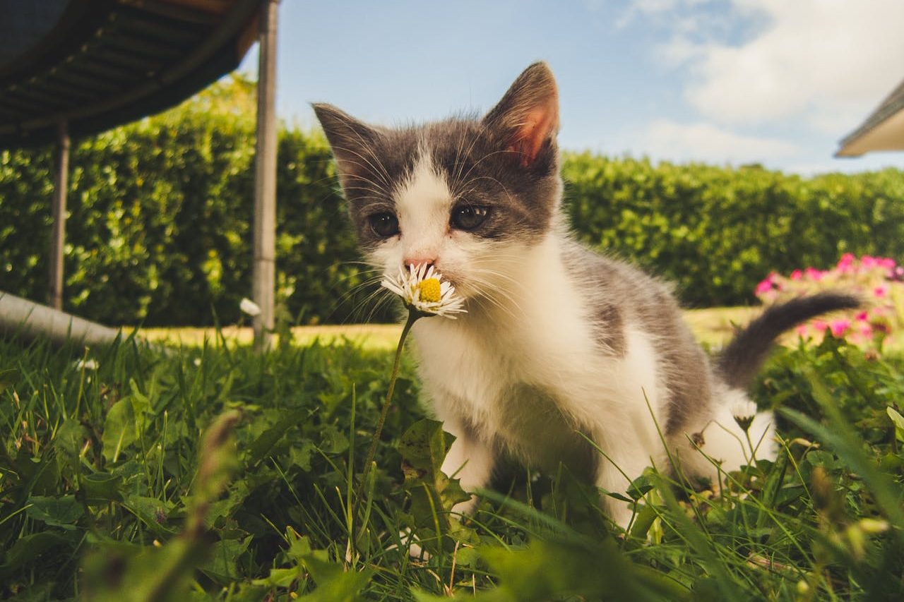 pexels wolpido 1472999 edited