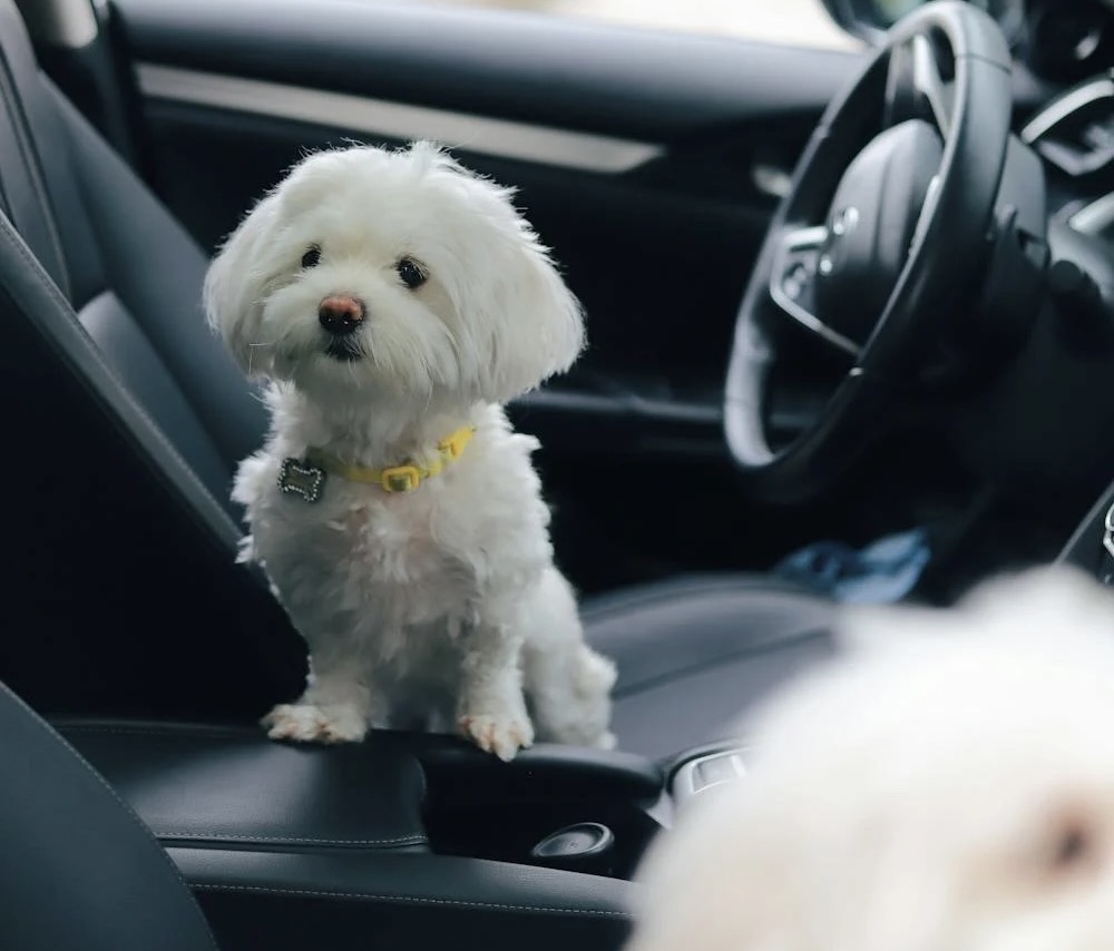 Slik fjerner du effektivt hundehår fra bilen