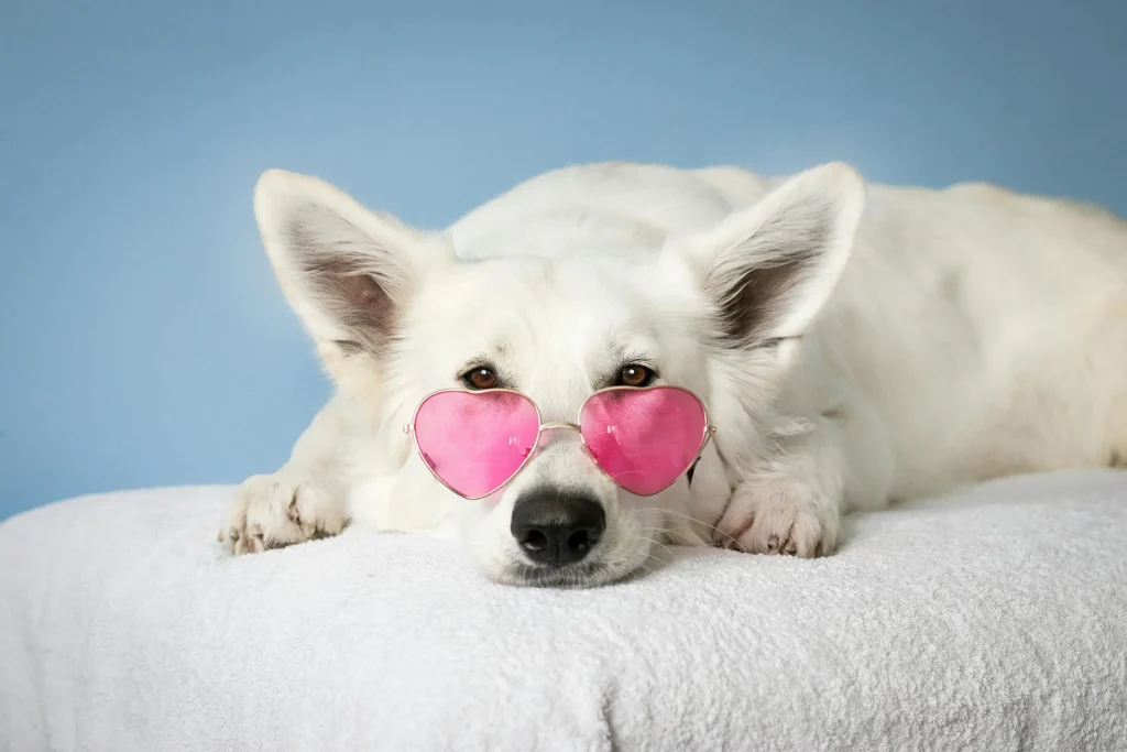 De 10 mest rolige hunderasene – perfekte for alle hundeeiere