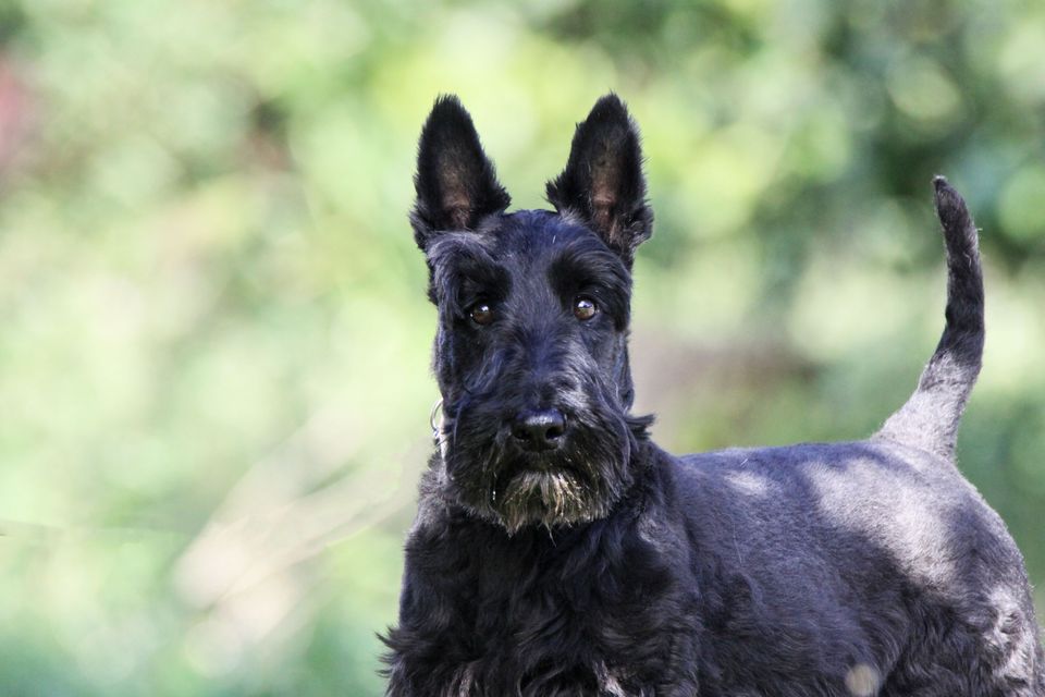 Advarsel til hundeeiere: Disse halsbåndene forbys i Danmark – og er allerede ulovlige i Norge