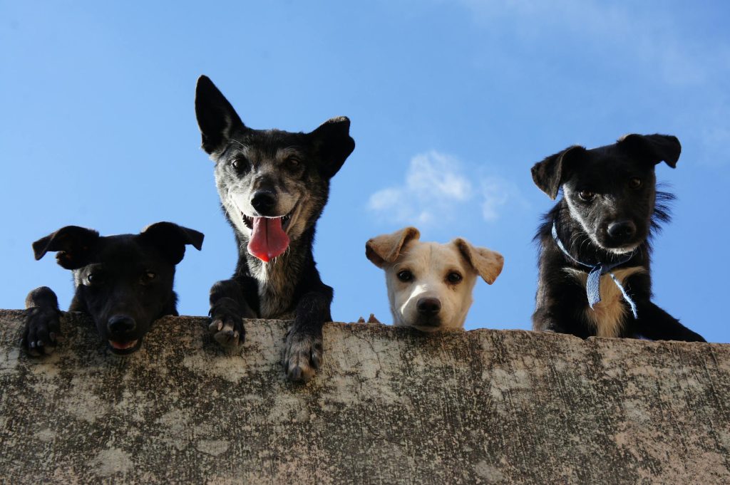 De 10 mest intelligente hunderasene – er din hund på listen?