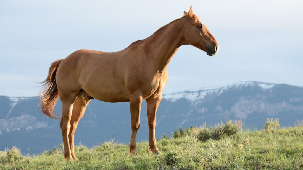 10 gamle dyremyter mange fortsatt tror på