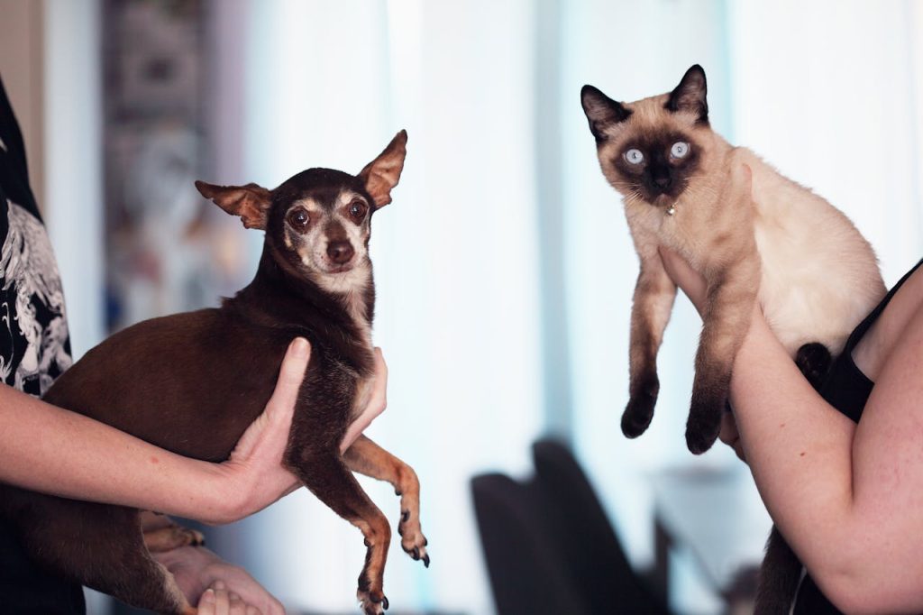 Hvem er smartest – hunden eller katten? Dette sier vitenskapen